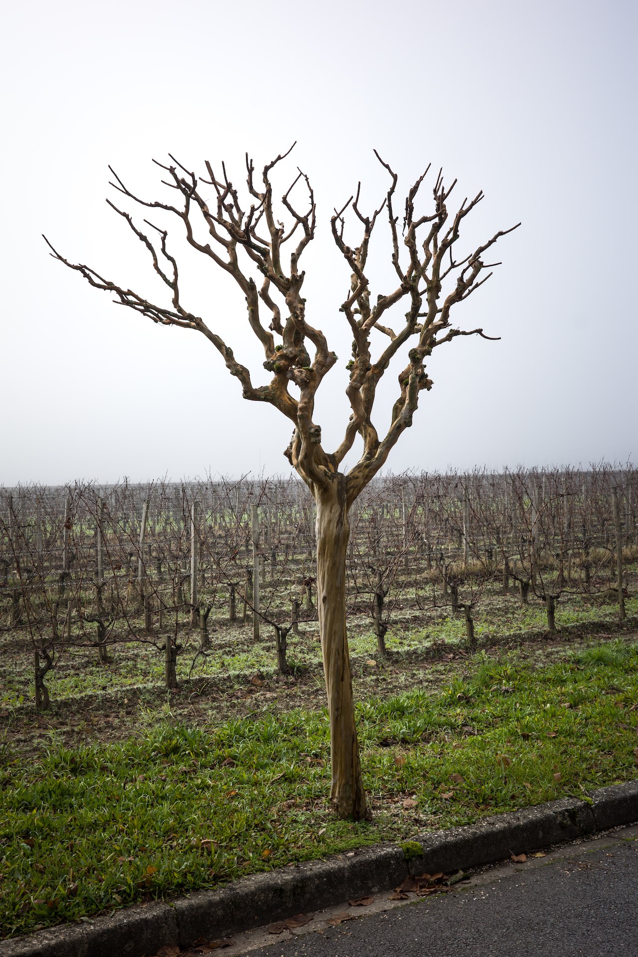 Pomerol